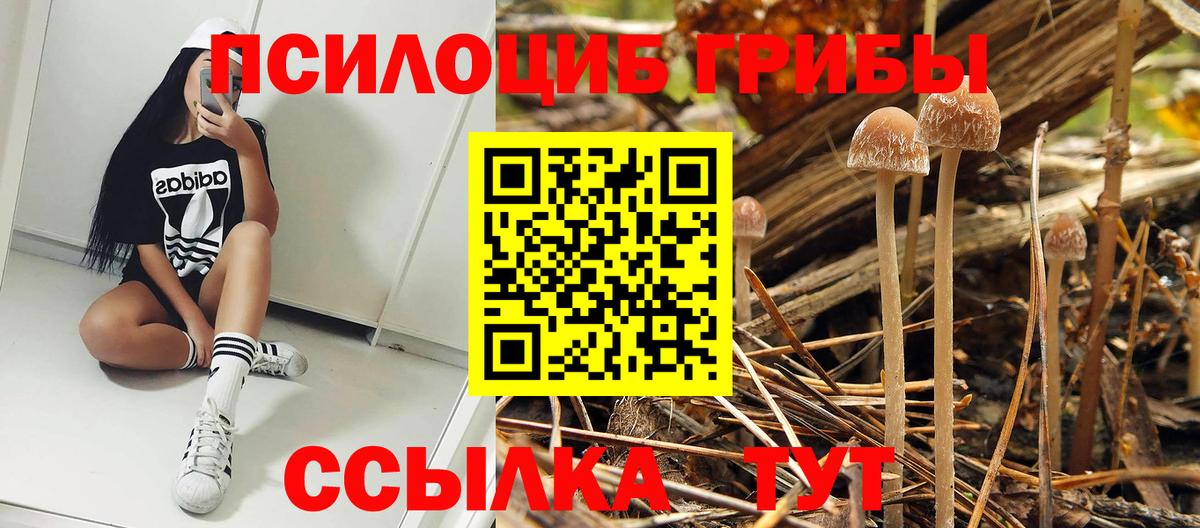 Лениногорск  Псилоцибиновые грибы MAGIC MUSHROOMS  Вход с VPN  Псилоцибиновые грибы Cubensis 