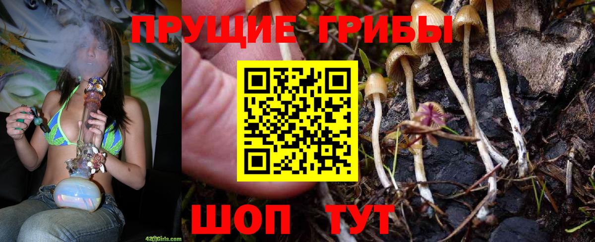 Галлюциногенные грибы Psilocybine cubensis Лениногорск